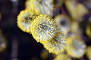 pollen spores